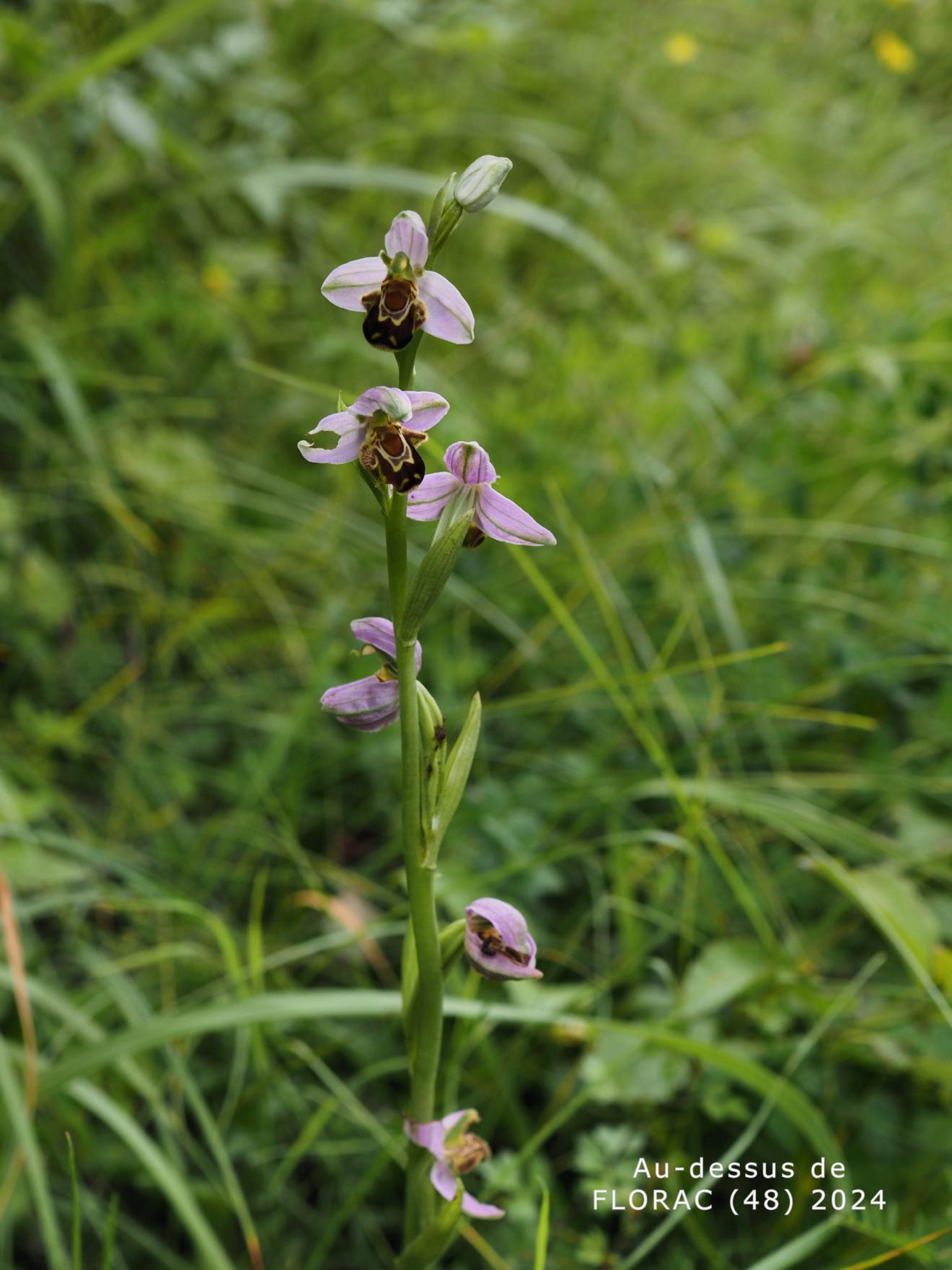 Orchid, Bee